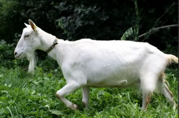 25 ngay toi: du doan ba con giap giau sang kho cuong, may man trao tan tay 6299