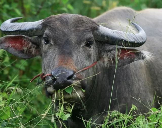 dung ngay mai, thu tu 25/10/2023, than tai trao co hoi doi doi cho 3 con gi 8272