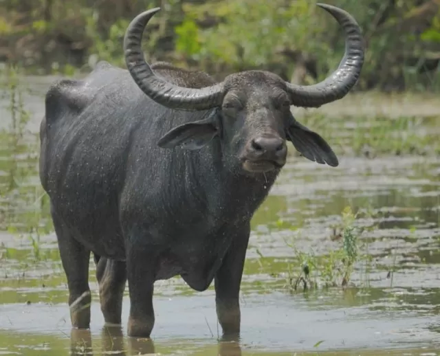 dung 17h chieu mai: 3 con giap uoc gi duoc do, ruoc tai loc ve nha, giau sa 9730