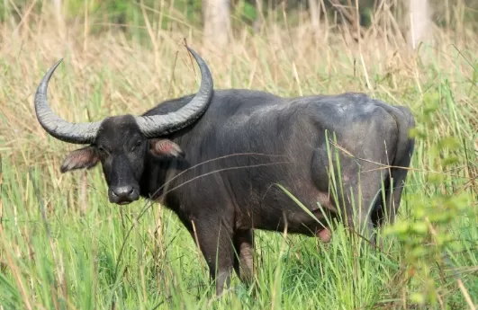 ram thang 10/2023 am lich: ba con giap loc ve doi doi, tay om chat bac ty 14808